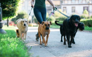 Veteran Dog Walk