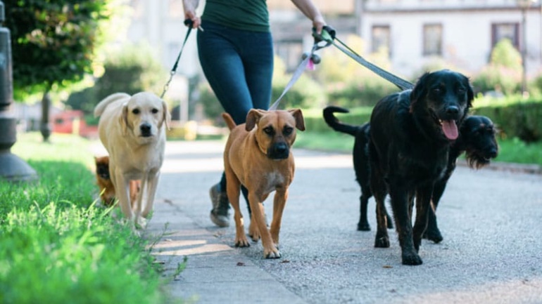 Veteran Dog Walk